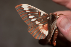 Citheronia splendens