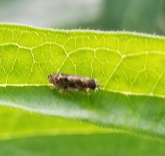 Catonia nava