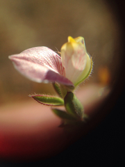 Acmispon americanus