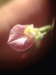 Acmispon americanus