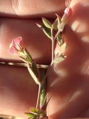 Acmispon americanus