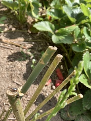 Diabrotica undecimpunctata