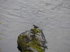Cinclus cinclus gularis