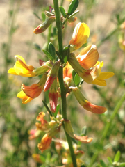 Acmispon glaber