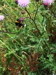 Bombus