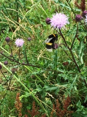 Bombus