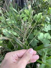 Paspalum fasciculatum