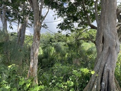 Pterocarpus officinalis