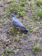 Columba palumbus