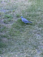 Columba palumbus