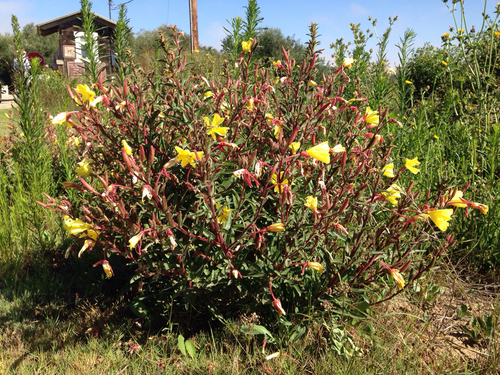 Hooker's evening primrose (Oenothera elata)