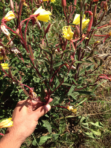 Oenothera elata