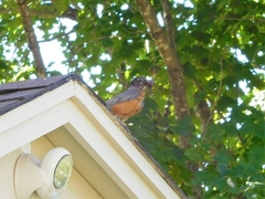 Turdus migratorius image