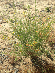 Acmispon glaber