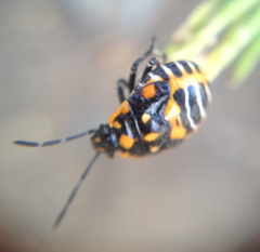 Murgantia histrionica
