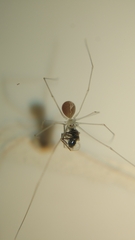 Micropholcus fauroti