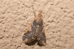 Loxostege albiceralis