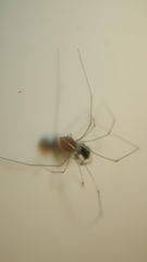 Micropholcus fauroti