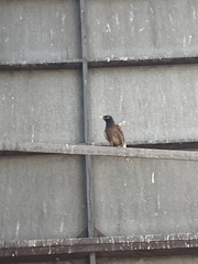 Acridotheres tristis