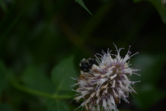 Osmia bucephala
