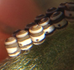 Murgantia histrionica