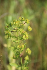 Euphorbia borodinii