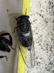 Diceroprocta cinctifera