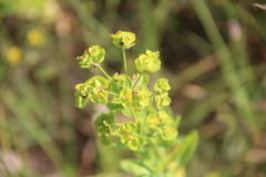 Euphorbia borodinii