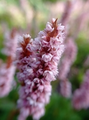 Eriogonum grande