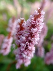 Eriogonum grande