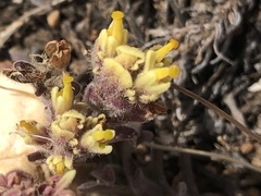Castilleja cinerea