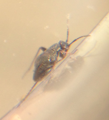 Spanagonicus albofasciatus