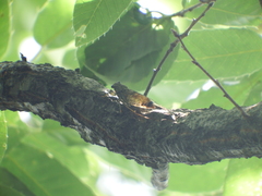 Leptosemia takanonis