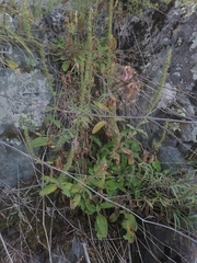 Veronica porphyriana