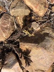 Castilleja cinerea