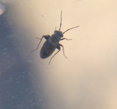 Spanagonicus albofasciatus