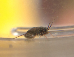 Spanagonicus albofasciatus