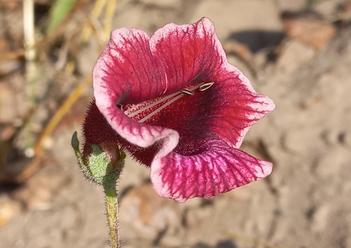 Maputo Devilthorn (Dicerocaryum forbesii)