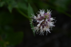 Osmia bucephala
