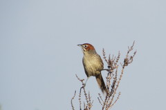 Sphenoeacus afer afer