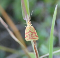 Hypercallia citrinalis