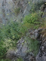 Kitagawia baicalensis