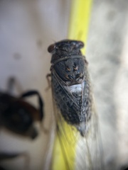 Diceroprocta cinctifera