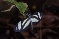 Moschoneura pinthous
