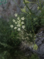 Kitagawia baicalensis