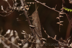 Abracris dilecta