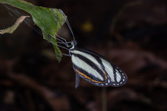 Moschoneura pinthous