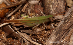 Allotruxalis gracilis