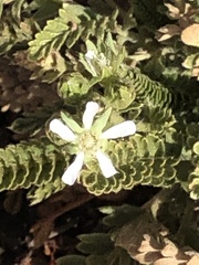Horkelia clevelandii