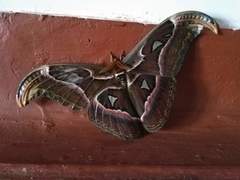 Attacus taprobanis